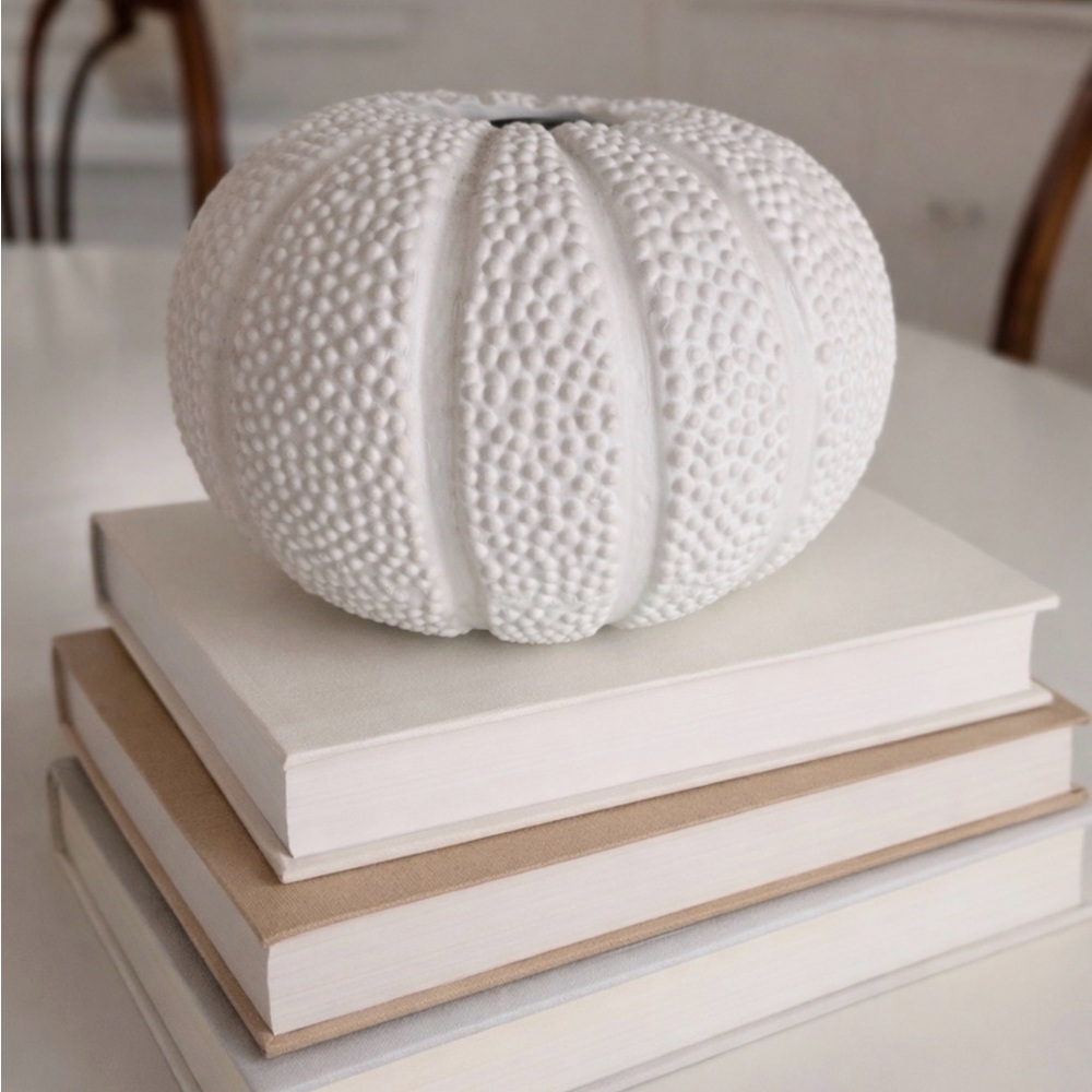 White Textured Decorative Sea Urchin